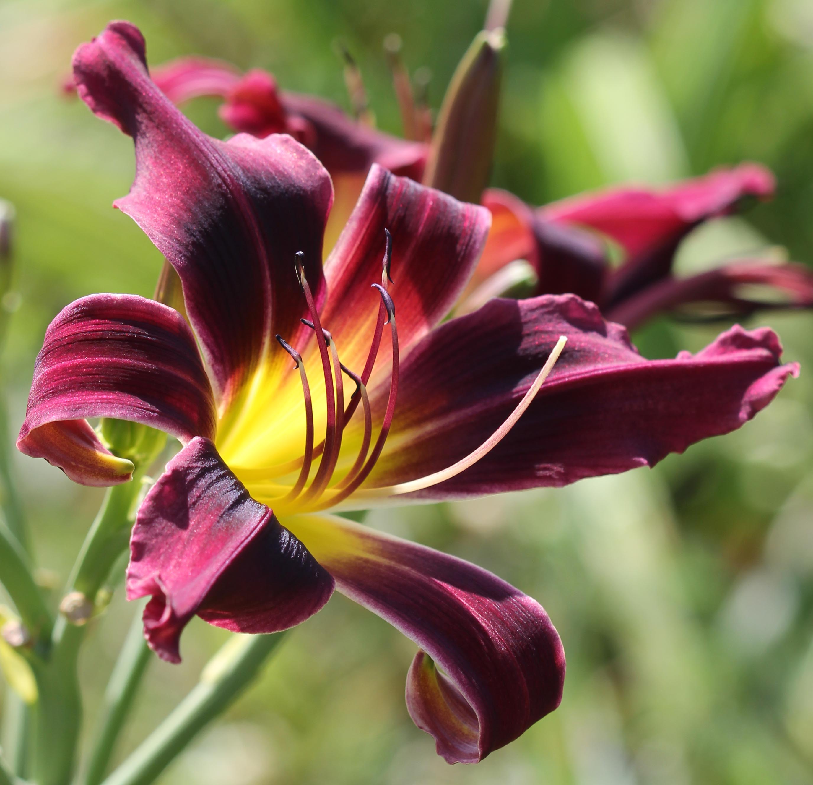 Purple Grasshopper